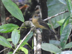 Myiobius villosus