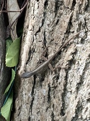 Anolis rodriguezii