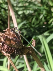 Chalcolestes viridis