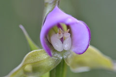Disperis capensis