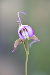 Disperis capensis