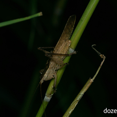 Palaeoagraecia lutea