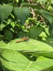 Sympetrum sanguineum
