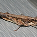 Common Bandwing Grasshopper - Photo (c) Pete Woodall, some rights reserved (CC BY-NC), uploaded by Pete Woodall