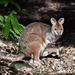 Pademelon de Patas Rojas - Photo (c) QuestaGame, algunos derechos reservados (CC BY-NC-ND), subido por QuestaGame