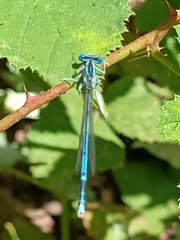 Platycnemis pennipes