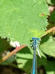 Platycnemis pennipes