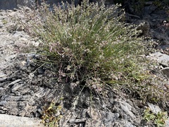 Poa glauca