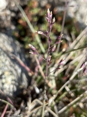 Poa glauca
