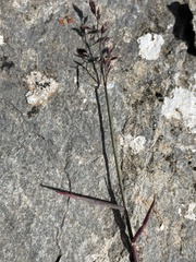 Poa glauca