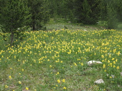 Thermopsis divaricarpa