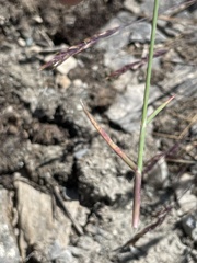 Poa glauca