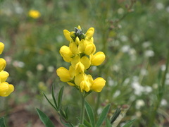 Thermopsis divaricarpa