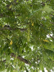 Pterocarya