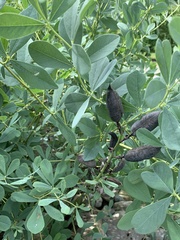 Baptisia australis australis