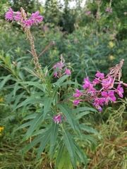 Chamaenerion angustifolium