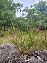 Dichanthelium xanthophysum