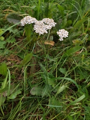 Achillea millefolium