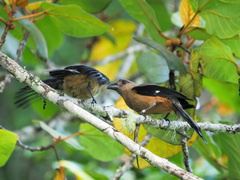 Dendrocitta cinerascens