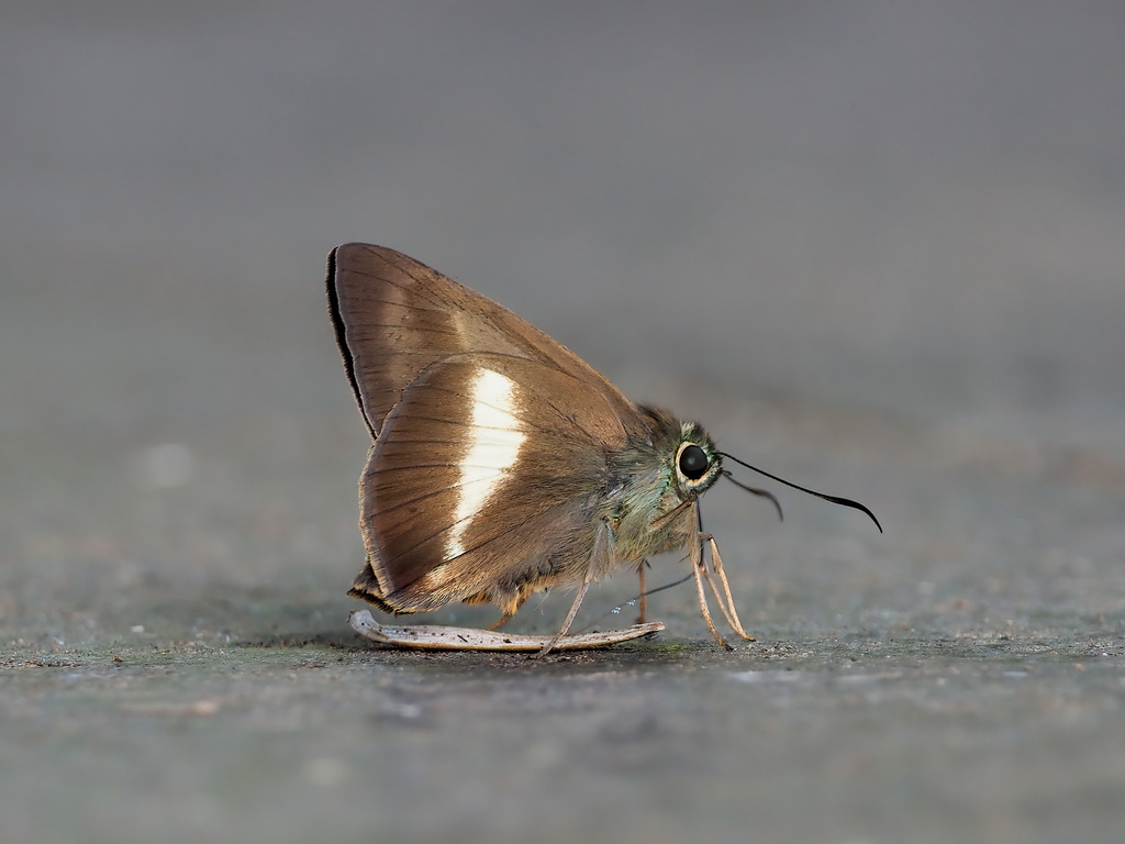 Hasora borneensis