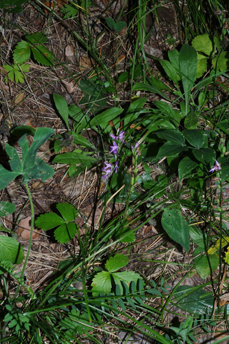 Hemipilia cucullata, photograph 4