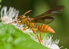 Myrmecopsis