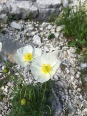 Papaver alpinum