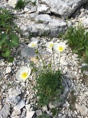 Papaver alpinum