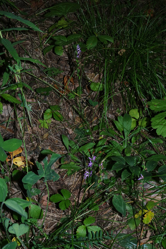 Hemipilia cucullata, photograph 5