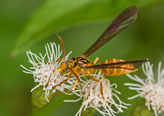 Myrmecopsis