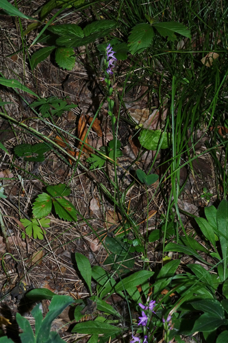Hemipilia cucullata, photograph 6