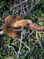 Aureonarius limonius