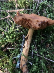 Aureonarius limonius