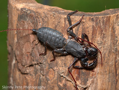 Mastigoproctus floridanus