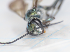 Chalybion bengalense