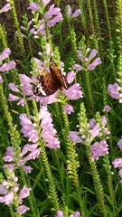 Argynnis hyperbius