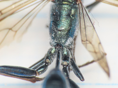 Chalybion bengalense