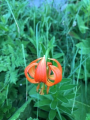 Lilium carniolicum