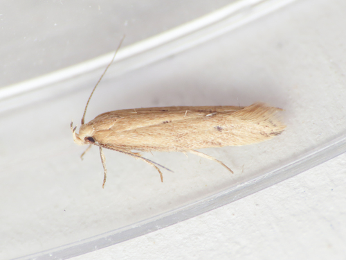 Angoumois Grain Moth photo 3