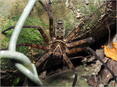 Heteropoda simplex