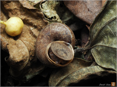 Cyclophorus formosaensis