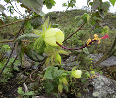 Pavonia luetzelburgii