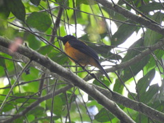 Lanio fulvus