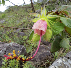 Pavonia luetzelburgii
