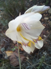 Gladiolus patersoniae