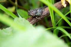 Diceroprocta semicincta