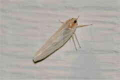 Neocenchrea heidemanni