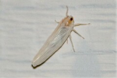 Neocenchrea heidemanni