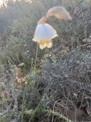 Gladiolus patersoniae