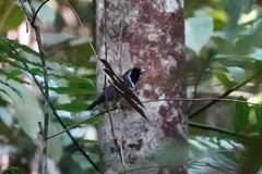 Symposiachrus guttula